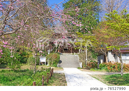 桜咲く下関市長府の黄檗宗覚苑寺境内と本堂 76527990