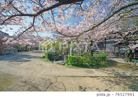 山口県下関市にある功山寺境内の桜と法堂 山口県下関市にある功山寺境内の桜と法堂 76527991