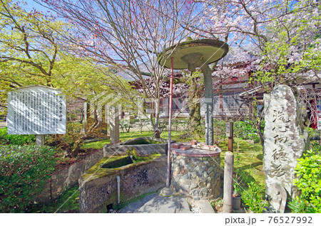 下関市の観光名所功山寺境内の桜と名水 76527992