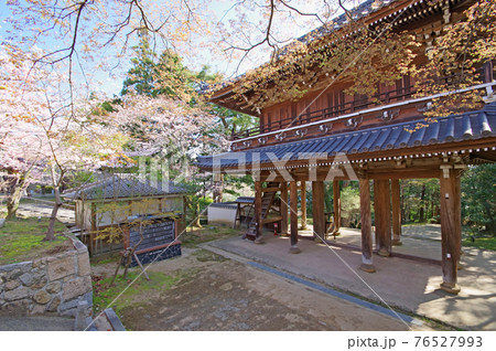 下関市の観光スポット功山寺境内の桜と山門 76527993