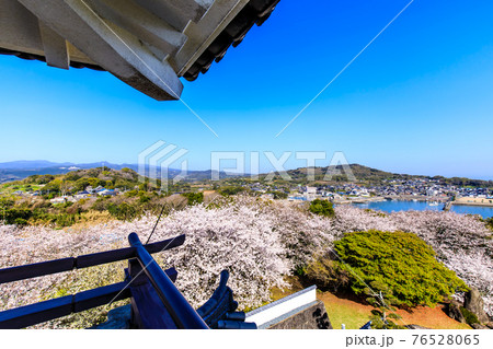 竹崎城址展望台の桜　【佐賀県藤津郡太良町】 76528065