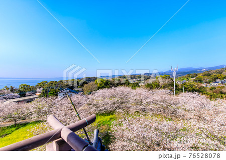 竹崎城址展望台の桜　【佐賀県藤津郡太良町】 76528078
