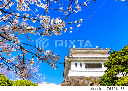 竹崎城址展望台の桜　【佐賀県藤津郡太良町】 76528123