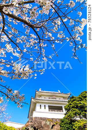 竹崎城址展望台の桜　【佐賀県藤津郡太良町】 76528124