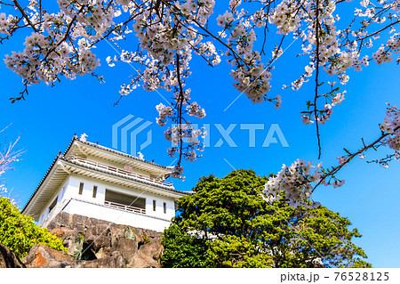 竹崎城址展望台の桜　【佐賀県藤津郡太良町】 76528125