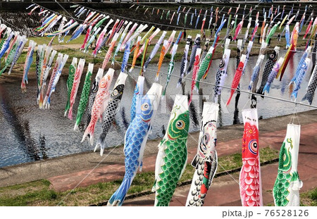 新潟県　加茂市　鯉のぼり 76528126