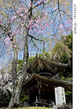 南朝勅願寺 如意輪寺多宝塔と桜 (奈良県吉野郡吉野町) 南朝勅願寺 如意輪寺多宝塔と桜 (奈良県吉野郡吉野町) 76528157