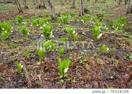 ひっそりと水芭蕉 76528199