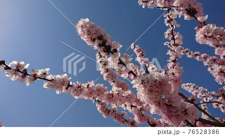 青空と飛行機雲とあんずの花の写真素材