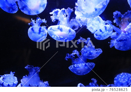 jellyfish floating in the sea jellyfish floating in the sea 76528625