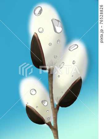 ネコヤナギ 76528826