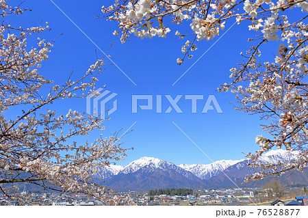信濃大町の春 桜と北アルプス 信濃大町の春 桜と北アルプス 76528877