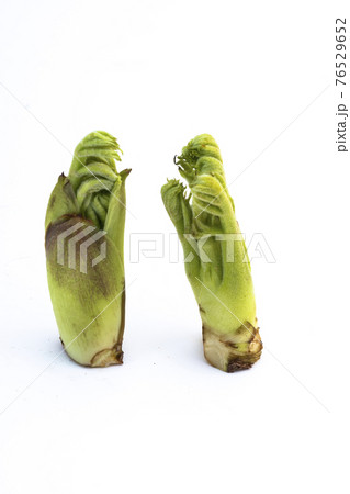 たらの芽 春の山菜 たらの芽 春の山菜 76529652