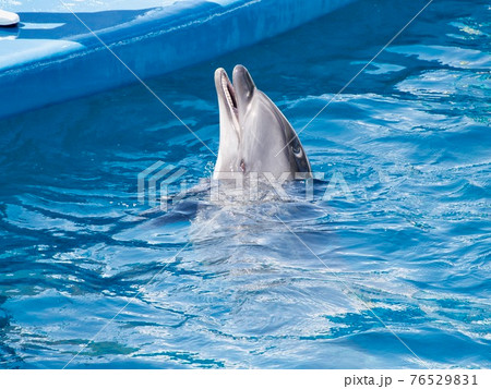 可愛いイルカ 76529831