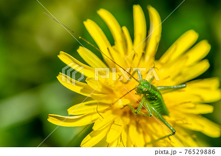 タンポポの花粉を食べるヤブキリ幼虫　4月 76529886