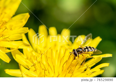 タンポポの花粉を食べるフタホシヒラタアブ メス 4月の写真素材