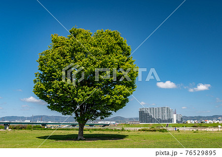 春の淀川河川公園枚方地区 76529895