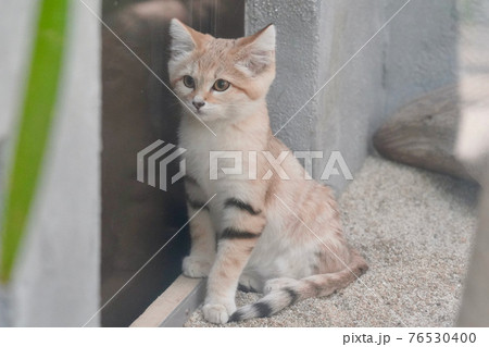 スナネコ 76530400