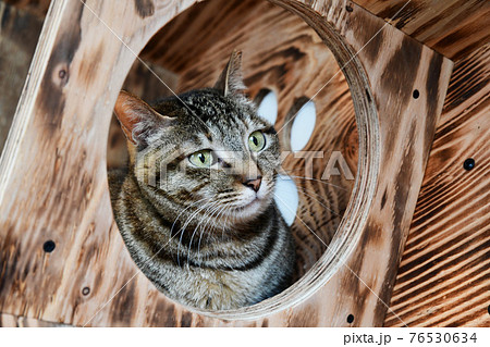 猫の遊び場。キャットタワー、キャットウォーキング、猫と人の住まい。猫との暮らしイメージ素材 76530634