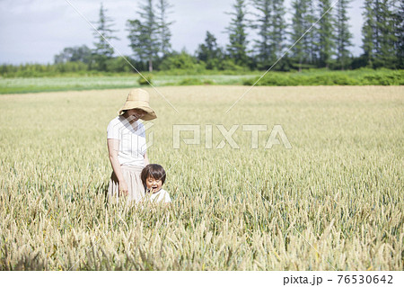 麦畑で遊ぶ親子 76530642