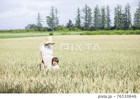 麦畑で遊ぶ親子 麦畑で遊ぶ親子 76530646