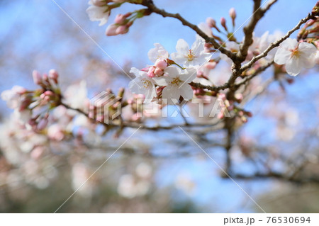 桜 ソメイヨシノの花 桜 ソメイヨシノの花 76530694