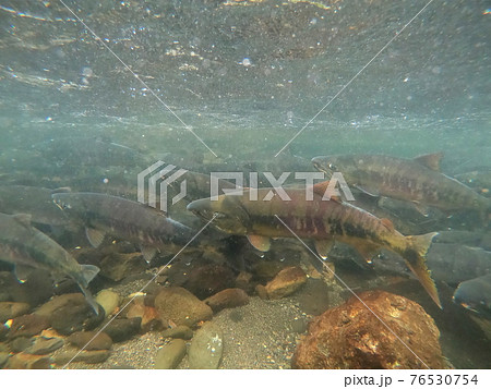 知床のサケ、カラフトマスの遡上 76530754