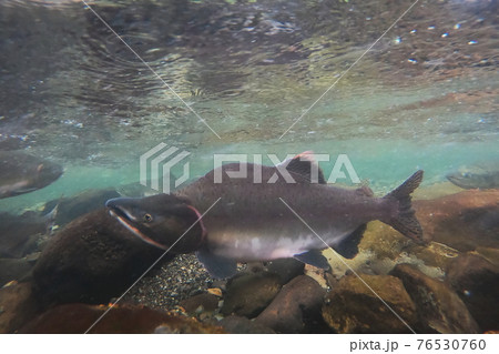 知床のサケ、カラフトマスの遡上 76530760