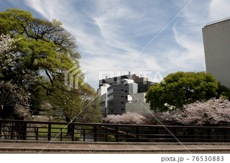 熊本市街地　桜の花に彩られた熊本城下の景観 76530883