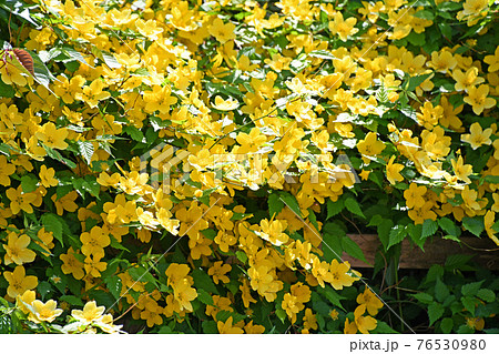 ヤマブキ（山吹） 76530980
