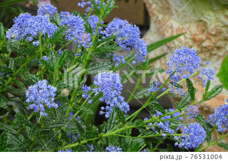 セアノサスの枝と花をアップ カリフォルニアライラック の写真素材