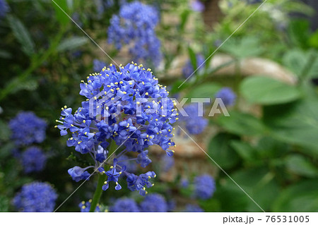 セアノサスの花の集まりをアップ カリフォルニアライラック の写真素材 セアノサスの花の集まりをアップ カリフォルニアライラック の写真素材