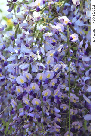紫の藤の花 紫の藤の花 76531012