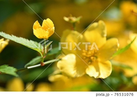 開きかけたヤマブキ(山吹) 開きかけたヤマブキ(山吹) 76531076