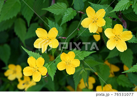 ヤマブキ（山吹） 76531077