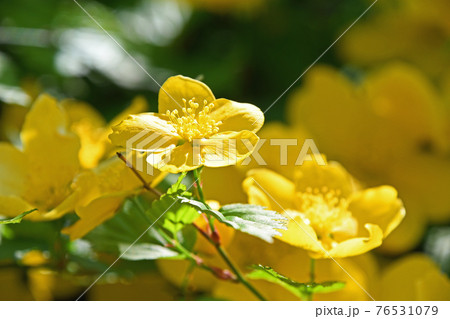 ヤマブキ（山吹） 76531079