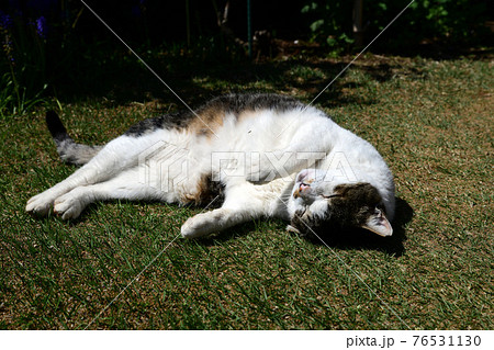 ごろにゃんこ。気持ちいいにゃあ。匂い付けしちゃおう。猫イメージ素材 ごろにゃんこ。気持ちいいにゃあ。匂い付けしちゃおう。猫イメージ素材 76531130