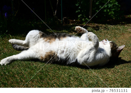 ごろにゃんこ。気持ちいいにゃあ。匂い付けしちゃおう。猫イメージ素材 76531131