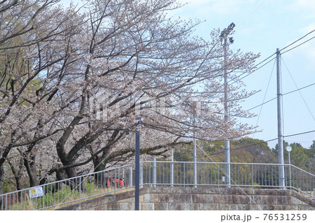 公園のグラウンドと桜(テラスポ鶴舞、鶴舞公園内 愛知県 名古屋市) 公園のグラウンドと桜(テラスポ鶴舞、鶴舞公園内 愛知県 名古屋市) 76531259