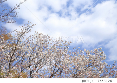 桜と空(鶴舞公園 愛知県 名古屋市) 桜と空(鶴舞公園 愛知県 名古屋市) 76531261