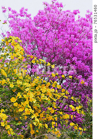 花桃 花桃 76531460