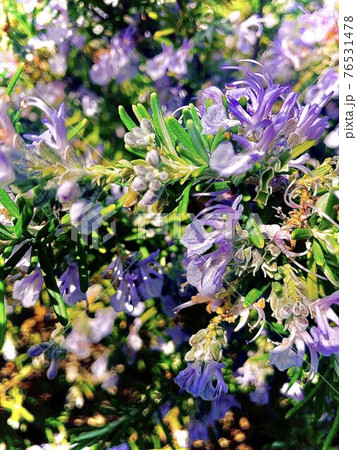 鮮やかなローズマリーの花 76531478