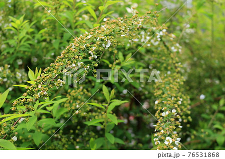 吹雪散った後のコメ桜 76531868
