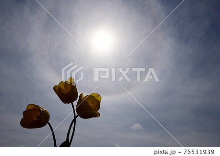 チューリップの季節のハロ。2021年4月8日。太陽。空の背景素材。 76531939