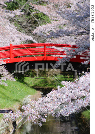 翠ヶ丘公園の桜 福島県 須賀川市 の写真素材