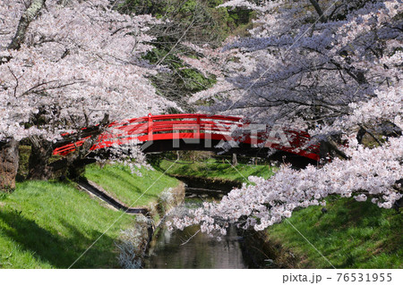 翠ヶ丘公園の桜(福島県・須賀川市) 翠ヶ丘公園の桜(福島県・須賀川市) 76531955