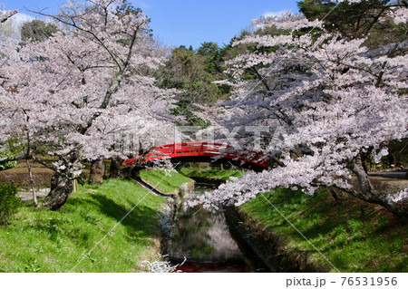翠ヶ丘公園の桜（福島県・須賀川市） 76531956