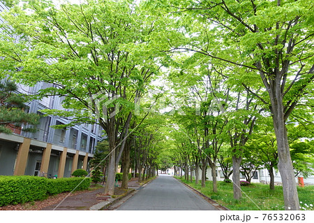 旧米沢高等工業学校本館　山形大学工学部　ケヤキ並木 76532063