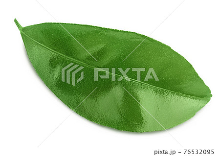 Citrus leaf isolated on white background with clipping path and full depth of field 76532095