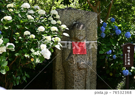 矢田寺のアジサイ 76532368